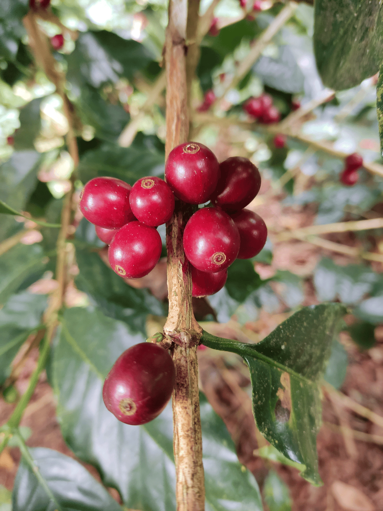 Granos de café arábica